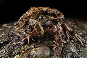 Rana Muta Prints: Common frog (Rana temporaria) in amplexus with a Common toad (Bufo bufo) with another toad grabbing