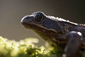 Amphibians Gallery: Common frog {Rana temporaria}, backlit portrait, Cornwall, UK. January 2012