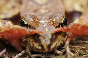 Common frog (Rana temporaria) close-up, Yli-Vuoki old forest reserve, Suomussalmi