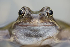 Amphibians Gallery: Common frog (Rana temporaria) in garden pond, Warwickshire, England, UK, March