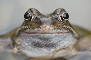 Images Dated 14th March 2011: Common frog (Rana temporaria) in garden pond, Warwickshire, England, UK, March