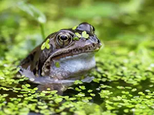 Rana Muta Prints: Common frog (Rana temporaria) in a garden pond covered in Duckweed (Lemna minor)