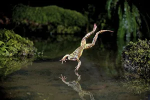 Common frog (Rana temporaria) leaping into a pond, controlled conditions, UK Common frog (Rana temporaria) leaping into a pond, controlled conditions, UK