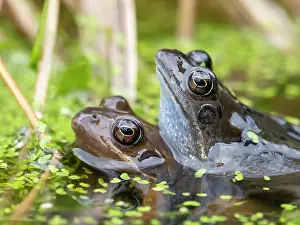 Rana Muta Prints: Common frog (Rana temporaria) pair in amplexus in garden pond