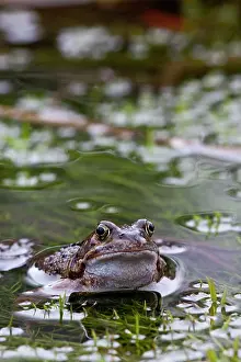 Rana Muta Prints: Common frog (Rana temporaria) in pond