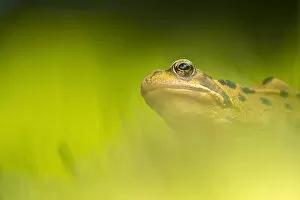 Images Dated 12th June 2015: Common frog (Rana temporaria) portrait, Broxwater, Cornwall, UK. June