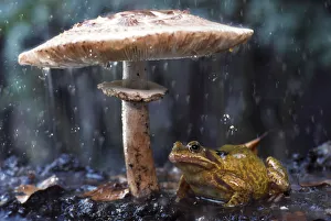 Rana Muta Prints: Common frog (Rana temporaria) sheltering from rain under toadstool (Macrolepiota