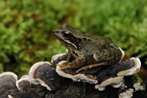 Rana Muta Prints: Common frog {Rana temporaria} sitting on fungi on fallen branch, County Fermanagh