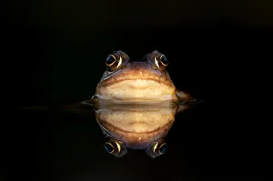 Rana Muta Prints: Common frog (Rana temporaria) submerged in water showing its reflection, Leicestershire