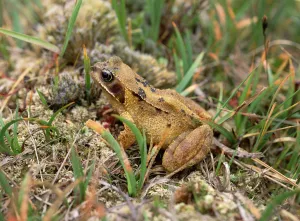 Images Dated 14th June 2010: Common frog (Rana temporaria) amongst vegetation, Montiaghs Moss NNR, County Antrim