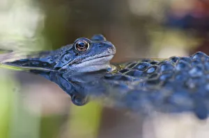 Adult Gallery: Common frog (Rana temporaria) in water with spawn, Brasschaat, Belgium, March