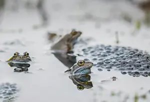 Rana Muta Prints: Three Common frogs (Rana temporaria) in a garden pond surrounded by frogspawn, Wales, UK
