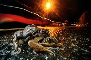 Rana Muta Prints: Common frogs (Rana temporaria) pair in amplexus on a road with traffic passing by