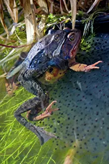 Rana Muta Prints: Common frogs (Rana temporaria) pair in amplexus surrounded by frogspawn in pond
