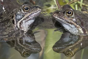 Common frogs (Rana temporaria) reflected in water, Brasschaat, Belgium. March