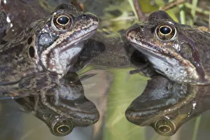 2019 January Highlights Gallery: Common frogs (Rana temporaria) reflected in water, Brasschaat, Belgium. March