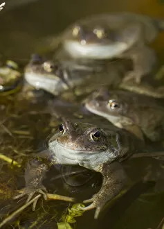 Amphibians Gallery: Common frogs (Rana temporaria) spawning in garden pond, Warwickshire, England, UK, March