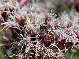 Somerset Prints: Common furrow bee (Lasioglossum calceatum) male