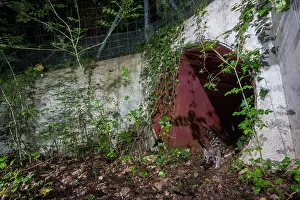 Charente Maritime Prints: Common genet (Genetta genetta) exiting a wildlife underpass below the A10 highway at night