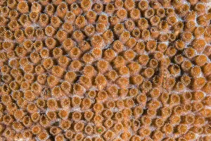 Common ghostgoby (Pleurosicya mossambica) camouflaged on a hard coral colony (Plesiastrea sp. ), Ambon Bay, Maluku Archipelago, Indonesia. Banda Sea