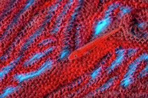 Photographic Effect Prints: Common ghostgoby (Pleurosicya mossambica) camouflaged on a red Sea fan (Annella sp)
