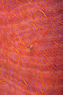 Pleurosicya Prints: Common ghostgoby (Pleurosicya mossambica) hiding within branches of Soft coral (Dendronephthya sp)