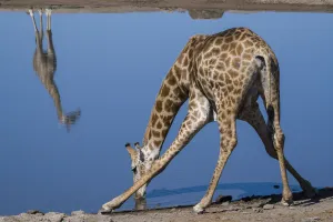 Common giraffe (Giraffa tippelskirchi) bending to drink at a waterhole, with another