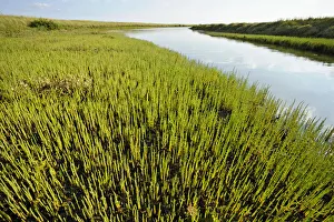 Common glasswort (Salicornia europaea) growing on regenerated saltmarsh habitat