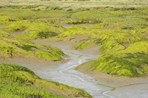 Common glasswort (Salicornia europaea) growing on regenerated saltmarsh habitat