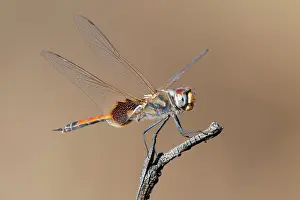 Damselfly Prints: Common glider (Tramea loewii) male