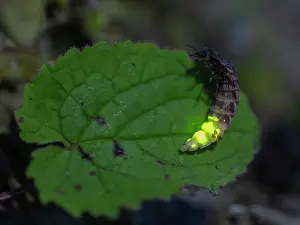 Luminosity Prints: Common glow-worm (Lampyris noctiluca) female, resting on leaf, glowing, Finland. July