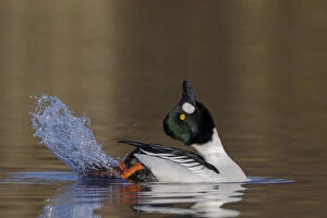 Anseriformes Gallery: Common goldeneye (Bucephala clangula) male performing its mating display. Southern Norway