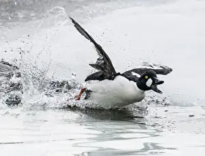Anatidae Prints: Common goldeneye (Bucephala clangula) male calling and chasing across a small ice melt area of a frozen lake