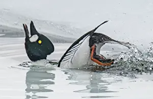 Anatidae Prints: Common goldeneye (Bucephala clangula) male calling and displaying on a small ice melt area of a frozen lake