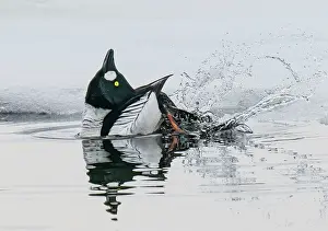 Anatidae Prints: Common goldeneye (Bucephala clangula) male displaying on a small ice melt area of a frozen lake