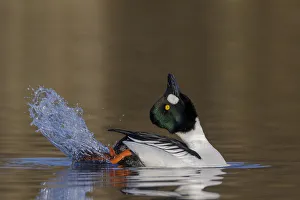 Common goldeneye (Bucephala clangula) male performing its mating display. Southern Norway