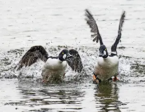 Anatidae Prints: Two Common goldeneyes (Bucephala clangula)