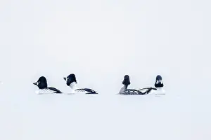 White Background Prints: Four Common goldeneyes (Bucephala clangula) on water in winter, Switzerland. February