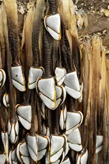 Crustracea Prints: Common goose barnacles (Lepas anatifera) attached to large log washed in by winter storm