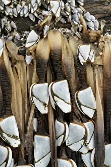 Crustracea Prints: Common goose barnacles (Lepas anatifera) attached to large log washed in by winter storm