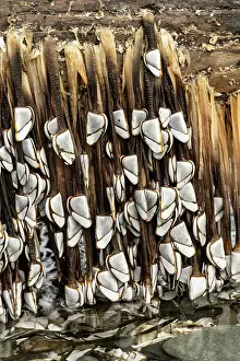 Crustracea Prints: Common goose barnacles (Lepas anatifera) attached to large log washed in by winter storm