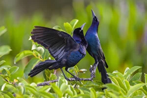 Common grackle pair (Quiscalus quiscula) in courtship display. Wakodahatchee Wetlands