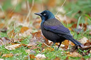 Temperate Prints: Common grackle (Quiscalus quiscula) male