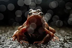 Rana Muta Prints: Common grassfrogs (Rana temporaria) pair in amplexus, Lucerne, Switzerland. March