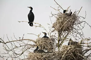 Common / Great cormorant (Phalacrocorax carbo sinensis) in nests in tree, Oosterdijk