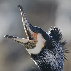 Images Dated 17th March 2009: Common / Great cormorant (Phalacrocorax carbo sinensis) calling, beak open, Oosterdijk