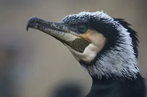 Images Dated 18th March 2009: Common / Great cormorant (Phalacrocorax carbo sinensis) portrait, Oosterdijk, Enkhuizen