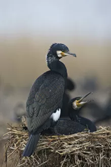 Images Dated 18th March 2009: Common / Great cormorant (Phalacrocorax carbo sinensis) pair on nest, Oosterdijk