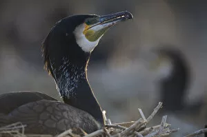 Images Dated 18th March 2009: Common / Great cormorant (Phalacrocorax carbo sinensis) on nest, Oosterdijk, Enkhuizen
