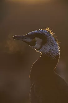 Common / Great cormorant (Phalacrocorax carbo sinensis) backlit with breath showing in cold air